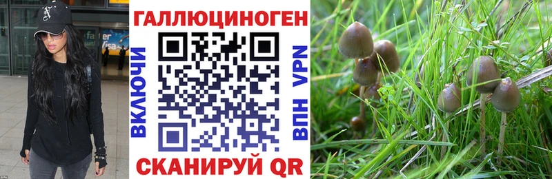 OMG маркетплейс  Партизанск  Псилоцибиновые грибы Psilocybine cubensis 